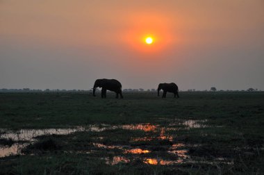 Herd of Elephants at sunset, Chobe, Botswana, Africa  clipart