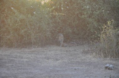 Leopar Chobe Ulusal Parkı'nda