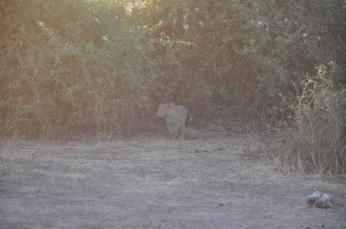 Leopar Chobe Ulusal Parkı'nda