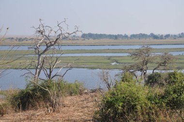vahşi yaşam Chobe nehir kenarında 