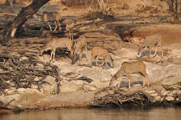 Grotere Kudus Tragelaphus Strepsiceros Chobe River Botswana — Stockfoto