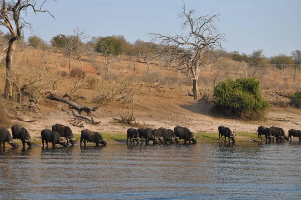 Elefantes Cruzando Río Botsuana —  Fotos de Stock