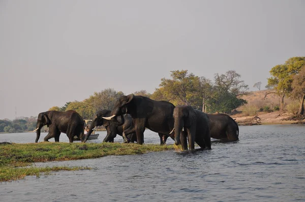 Elefantes Cruzando Río Botsuana —  Fotos de Stock