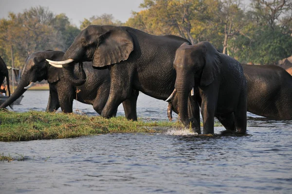 Botswana'da Nehri geçerken filler