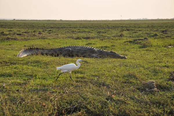 Krokodil Ufer Des Chobe — Stockfoto