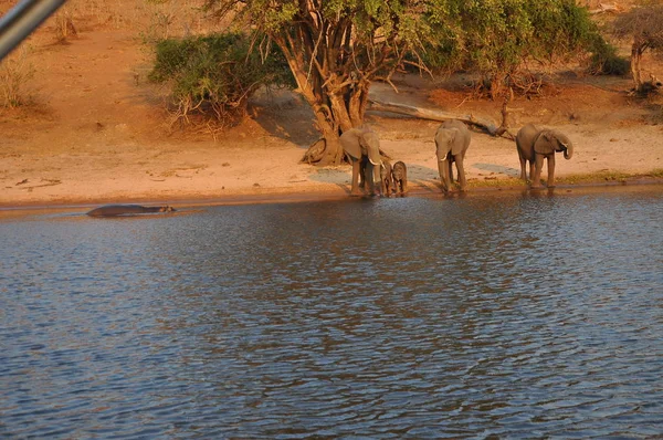 Elefantes Bebiendo Río Chobe — Foto de Stock