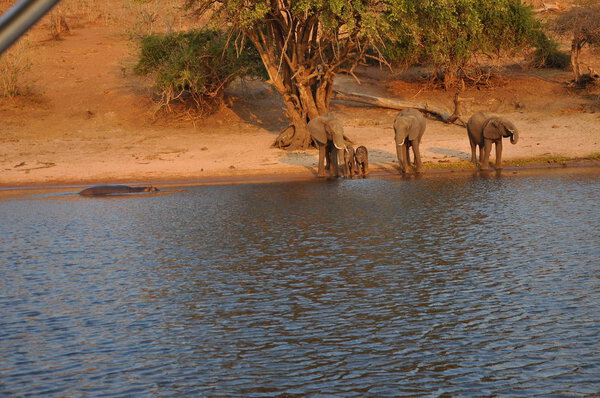 Elephants drinking at Chobe river