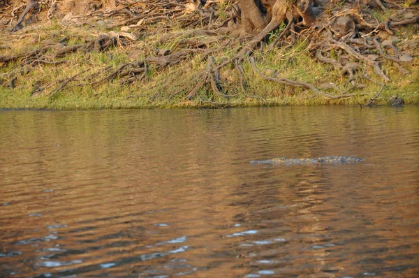 Goldene Stunde Chobe River Botswana — Stockfoto