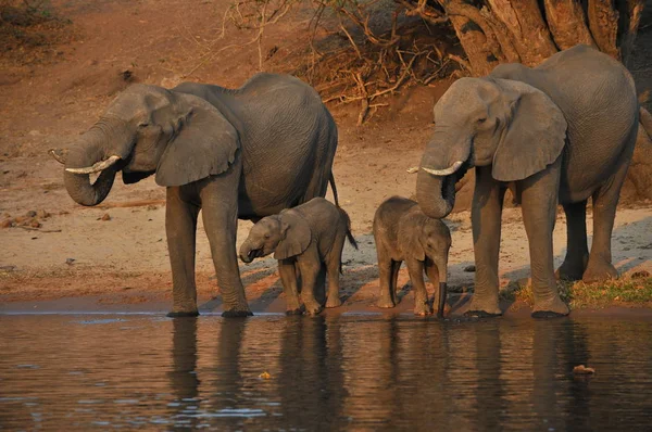 Elefantes Bebiendo Río Chobe —  Fotos de Stock