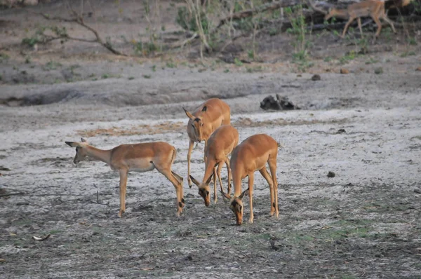 Großer Kudus Tragelaphus Strepsiceros Chobe River Botswana — Stockfoto