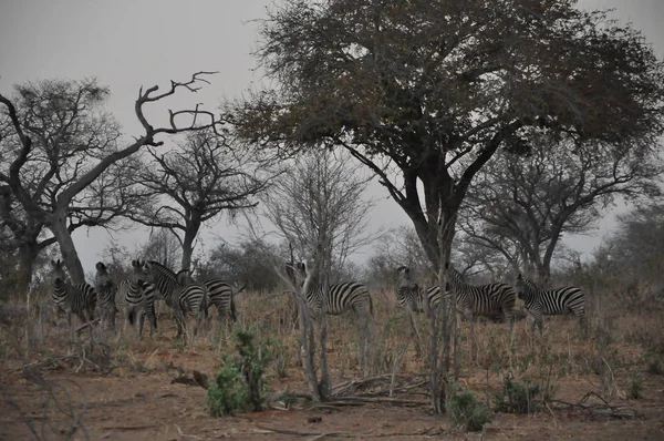 Puesta Sol Parque Nacional Chobe — Foto de Stock