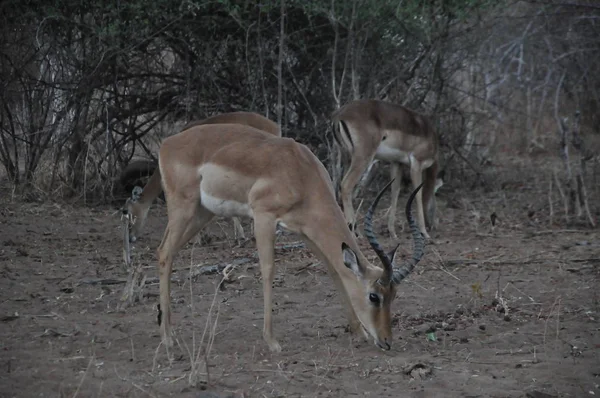 Maiores Kudus Tragelaphus Strepsiceros Rio Chobe Botswana — Fotografia de Stock