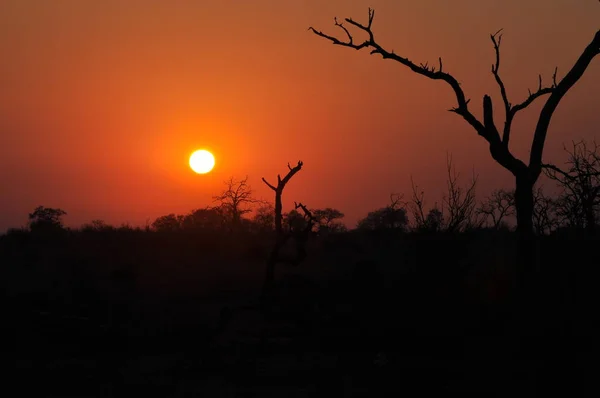 Puesta Sol Parque Nacional Chobe — Foto de Stock