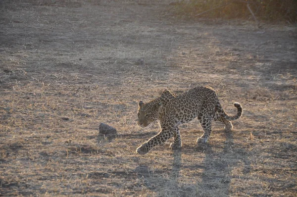 Leopard Chobe Nationalpark — Stockfoto