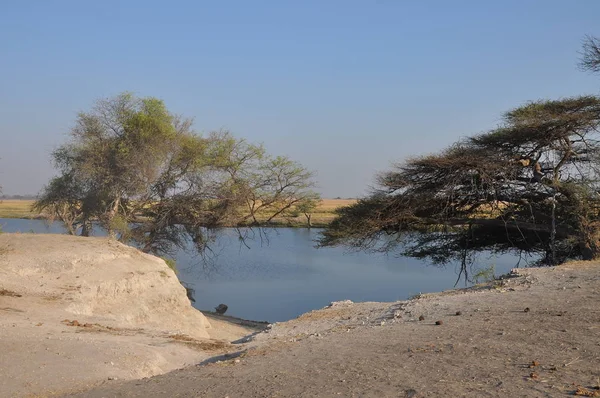 Chobe Riverfront Wildlife — Stock Fotó