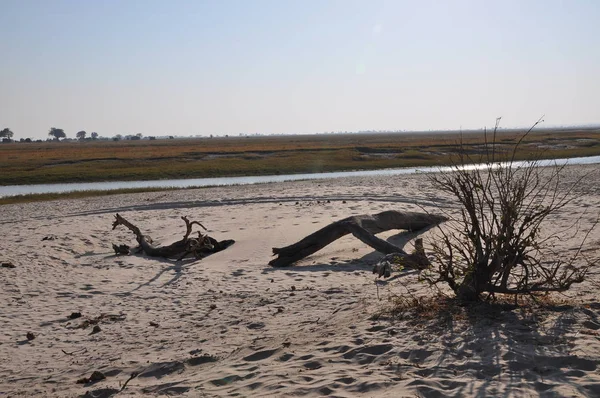 Άγρια Φύση Του Chobe Riverfront — Φωτογραφία Αρχείου