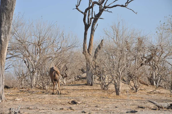 Groepje Van Impala — Stockfoto