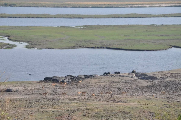 Άγρια Φύση Του Chobe Riverfront — Φωτογραφία Αρχείου