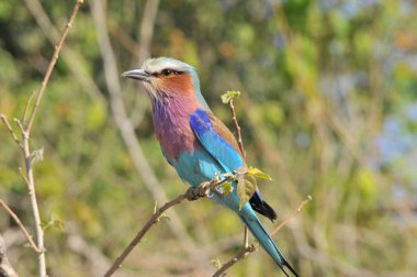 Lila Breasted silindir bir Bank üzerinde