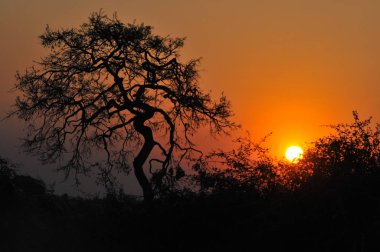 Susnet Chobe Ulusal Parkı'nda