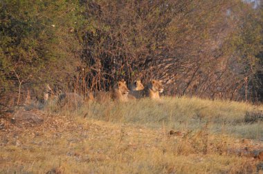 Savuti bataklık leopar