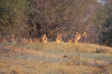 Safari rezalet bir erkek aslan ve onun dişi aslan gibi bir aslan gurur