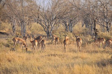 Impala sürüsü Okavango Deltası'nda