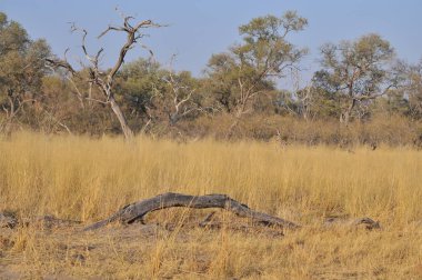 Parlak manzaralı Okavango Delta, Botsvana