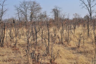 Parlak manzaralı Okavango Delta, Botsvana