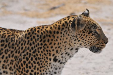 Savuti bataklık leopar