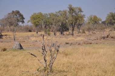 Parlak manzaralı Okavango Delta, Botsvana