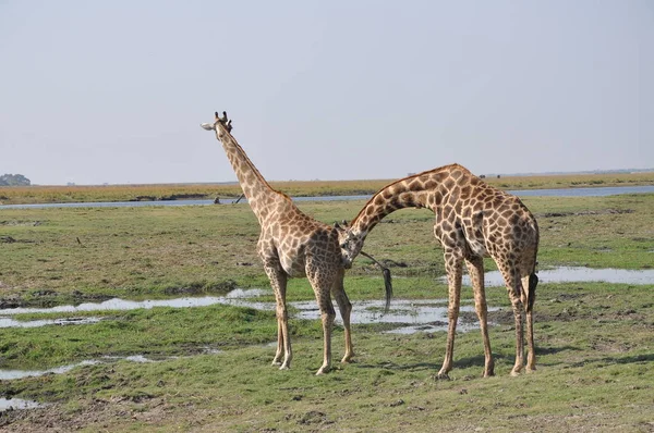 Giraffes Walking Chobe National Park Botswana — Stock Photo, Image