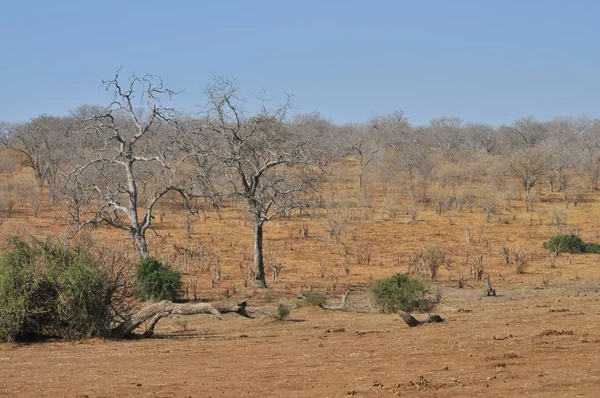 Chobe Nemzeti Park Botswanai Táj — Stock Fotó