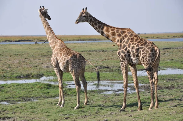 Żyrafy Chodzenie Park Narodowy Chobe Botswana — Zdjęcie stockowe