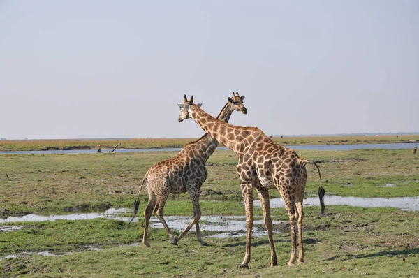 Giraffes Walking Chobe National Park Botswana — Stock Photo, Image