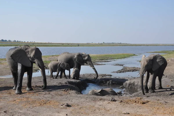 Éléphants Traversant Rivière Botswana — Photo