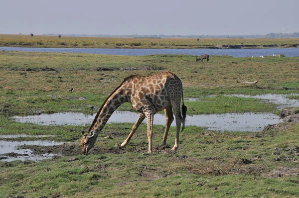 キリン ボツワナのチョベ国立公園でウォーキング — ストック写真