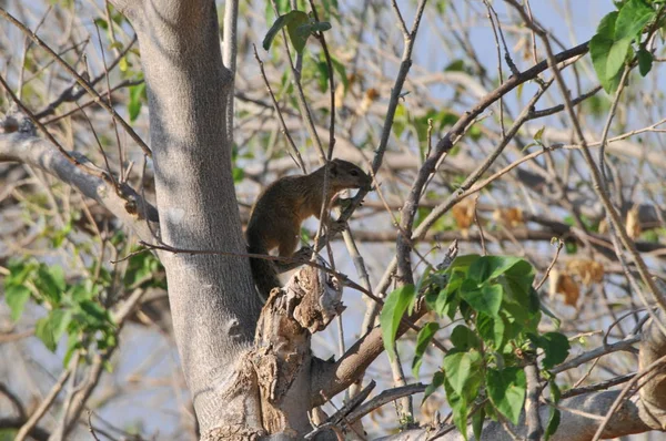 Chobe Riverfront Wildlife — Stock Fotó