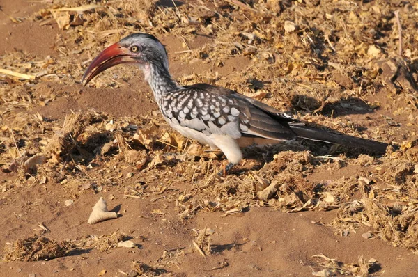 Vida Selvagem Chobe Riverfront — Fotografia de Stock