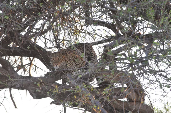 Leopardo Savuti Marsh — Fotografia de Stock