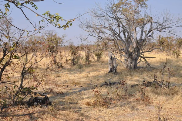 Paesaggio Del Delta Dell Okavango — Foto Stock