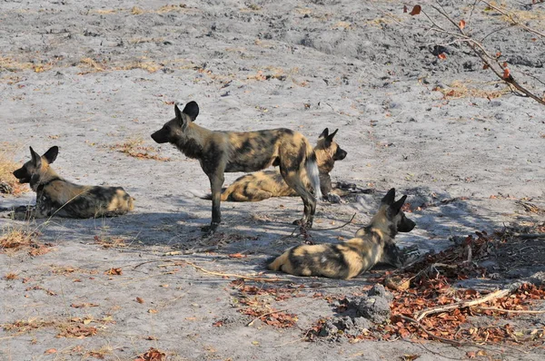 Hyena Selvagem Africana Botsuana — Fotografia de Stock