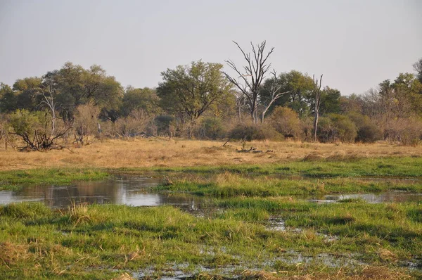 Paisagem Okavango Delta — Fotografia de Stock