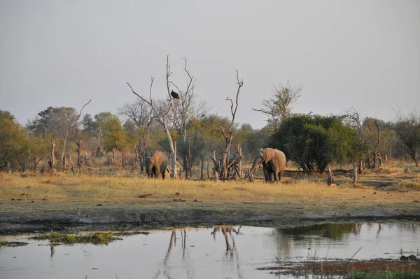 Paisaje Del Delta Del Okavango — Foto de Stock