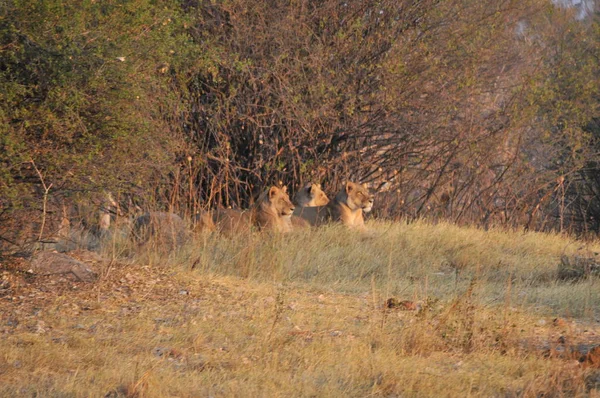 Savuti bataklık leopar