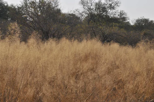 Okavango Deltası peyzaj