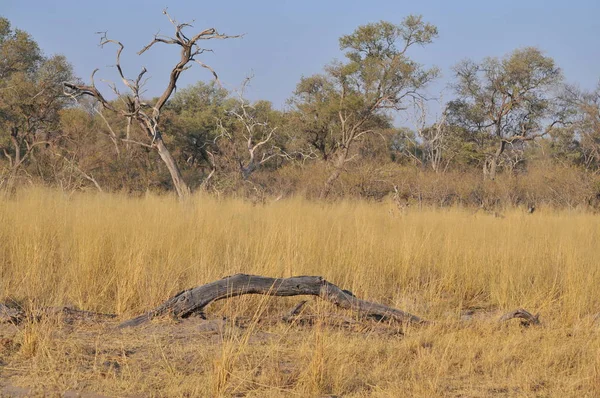 Okavango Delta Botswana Világos Tájkép — Stock Fotó