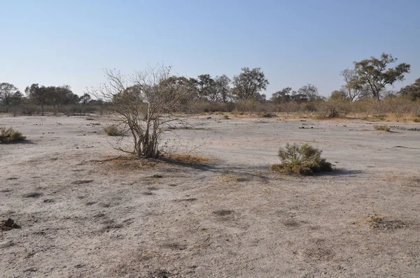 Okavango Delta Botswana Világos Tájkép — Stock Fotó