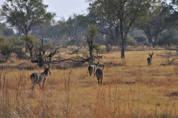 Impala sürüsü Okavango Deltası'nda