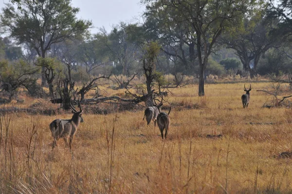 Kudde Van Impala Okavangodelta — Stockfoto